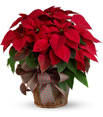 Large Red Poinsettia from Sharon Elizabeth's Floral Designs in Berlin, CT